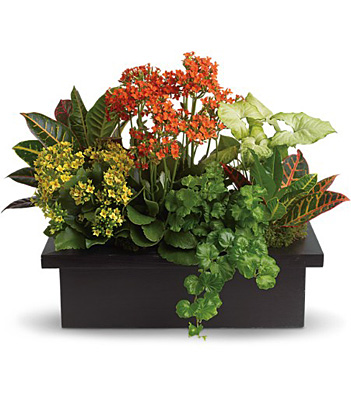 Stylish Plant Assortment